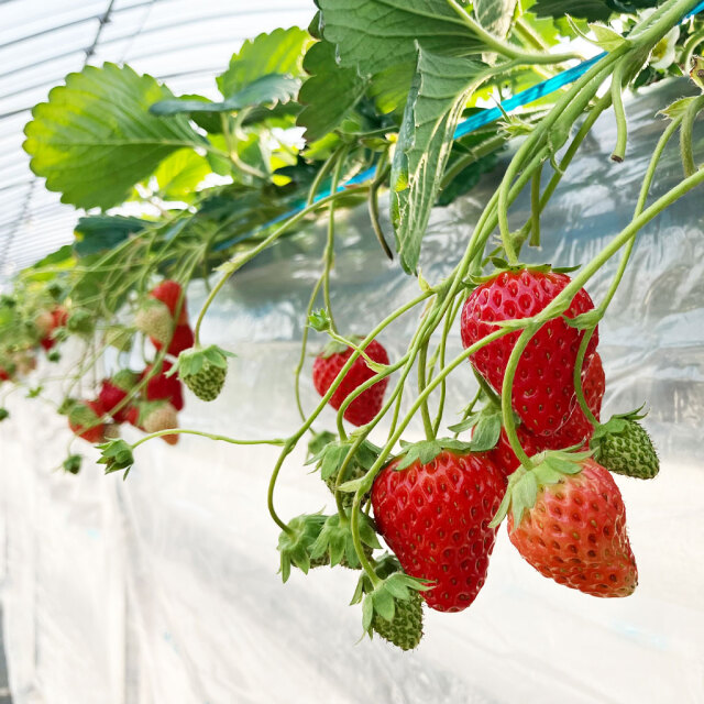 ☆新鮮朝採り☆『かおりの』🍓かんちゃん農園の甘いいちご 600g