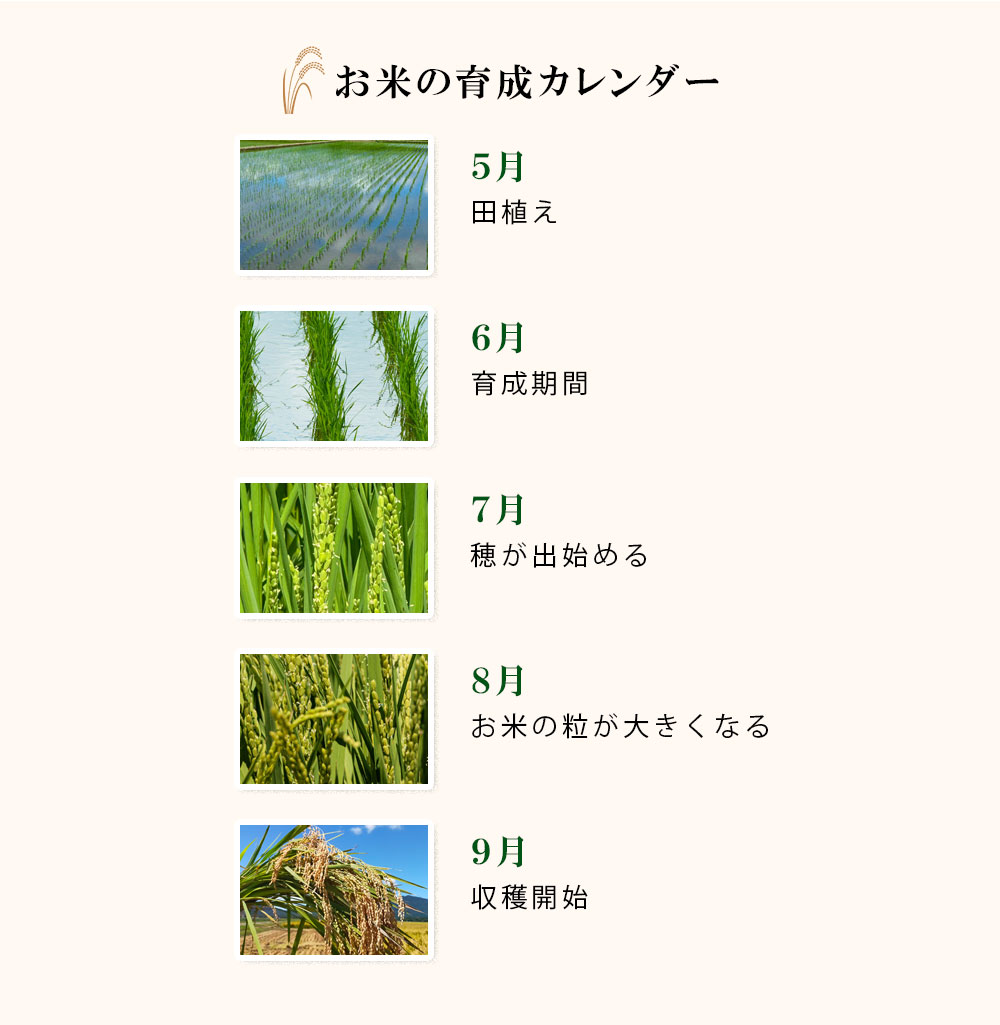 お米の育成カレンダー